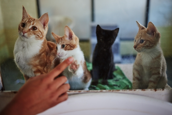 夫の猫の髪アレルギー…猫のお母さんは家で避難所を作りました