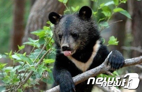 반달가슴곰 ⓒ News1 장인수 기자