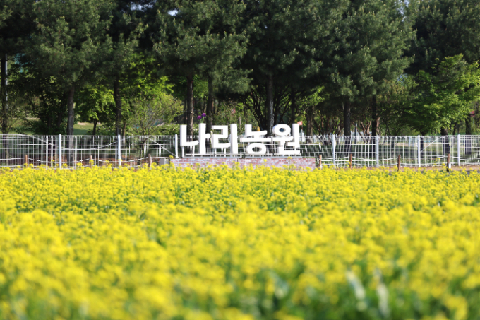 유채꽃이 만발한 양주 나리농원 전경. /사진제공=양주시