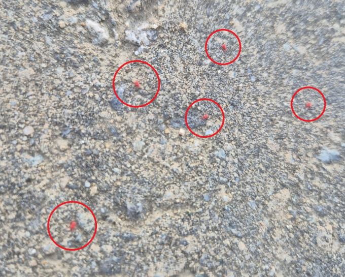 충북 청주시에서 올해 들어 빨간 진드기(다카라다니) 관련 민원 2건이 접수됐다. 사진은 청주에서 발견된 빨간 진드기. /사진=독자 제공