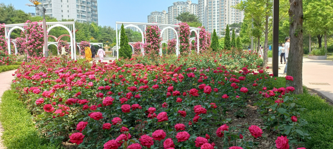  지난해 '오! 해피 장미 빛 축제' 모습. /사진제공=오산시