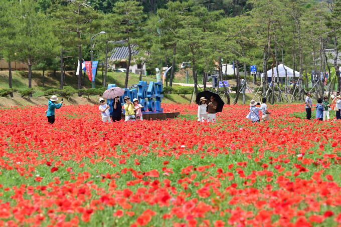 주왕산관광단지를 찾은 방문객들이 활짝핀 꽃을 바라보고 있다./사진제공=경북 청송군