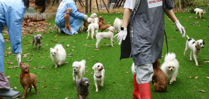경기도 여주시에 있는 반려동물 복합문화공간 '반려마루 여주'에서 견사 청소 자원봉사 모습. /사진제공=로얄캐닌·뉴스1