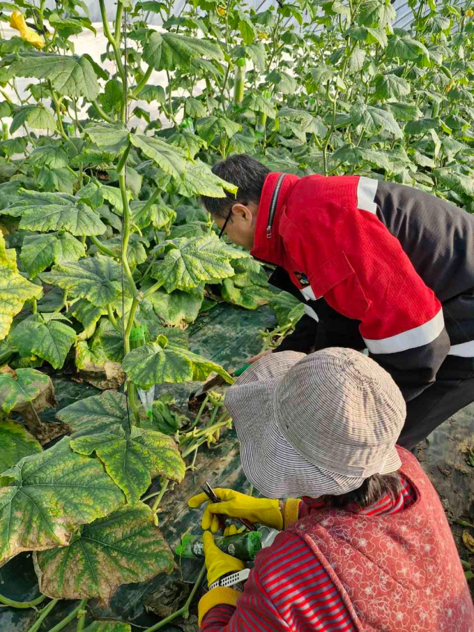 손석원 예천군 농업기술센터 소장이  '원예작물 바이러스 현장진단키트'를 활용해 정밀검사를 하고 있다./사진제공=경북 예천군