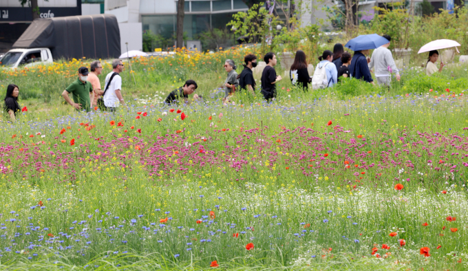 현충일 연휴 마지막 날인 일요일 최고 체감온도가 31도 이상으로 오르는 등 덥겠다. 사진은 서울 종로구 열린송현공원에서 시민이 초여름 날씨에 꽃밭을 걷는 모습. /사진=뉴스1