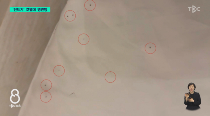 최근 대구 한 관광호텔에서 투숙한 일가족이 객실 이불 위에 붙은 진드기떼에 온 몸이 물리는 봉변을 당했다. /사진=TBC 방송캡처