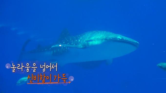 채널S, SK브로드밴드