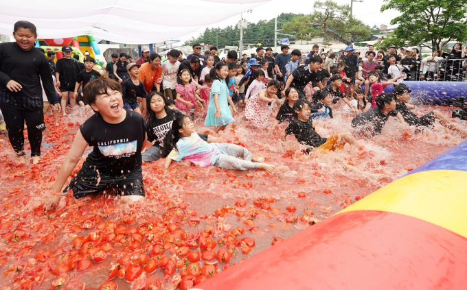 경기 광주시 퇴촌면 광동로 일대에서 열린 '제23회 퇴촌토마토거리축제'가 지난 22일 성황리에 막을 내렸다. 사진은 토마토 풀장 운영 모습. /사진제공=경기 광주시