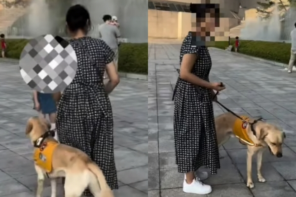 예비 안내견을 교육중인 퍼피워커가 외출했다가 황당한 요구를 받고 하소연했다. 사진은 예비 안내견을 교육중인 퍼피워커의 모습. /사진=온라인 커뮤니티 캡처