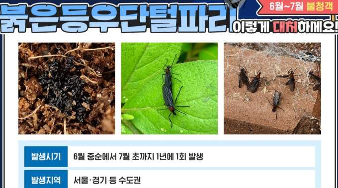 안양시보건소의 붉은등우단털파리 대처법 안내. /사진제공=안양시