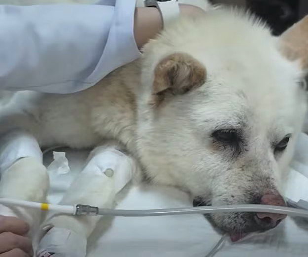 온몸에 총알 70여개가 박힌 채 버려진 백구 사연이 알려지며 공분을 샀다. /사진=VIP동물의료센터 유튜브 화면 캡처 