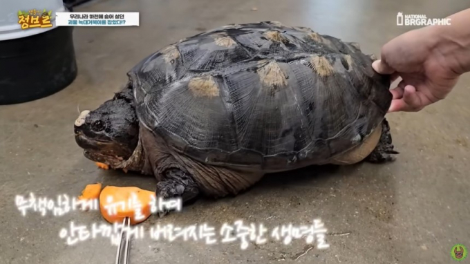 인천 부평구의 한 공원에 생태계 교란생물인 늑대거북 1마리가 출몰해 지방자치단체가 대응에 나섰다. 사진은 당근을 입에 가져다 대자 엄청난 치악력으로 순식간에 당근을 박살 낸 늑대거북. 기사내용과 무관. /사진=유튜브 '정브르' 캡