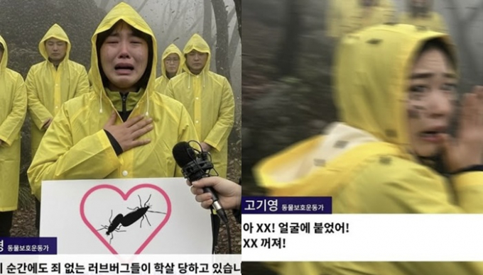  러브버그 학살을 멈춰 달라는 한 동물보호운동가의 인터뷰가 SNS(소셜네트워크서비스) 상에서 화제인 가운데 이 사진은 인공지능(AI)으로 만든 가짜인 것으로 확인됐다. /사진=사회관계망서비스(SNS) 캡처