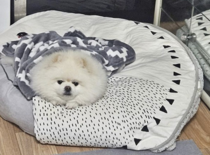 가족 생명을 구한 반려견 사연이 공개됐다. 사진은 반려견 몽실이(포메라니안 9세). /사진=뉴시스(창원소방본부 제공)
