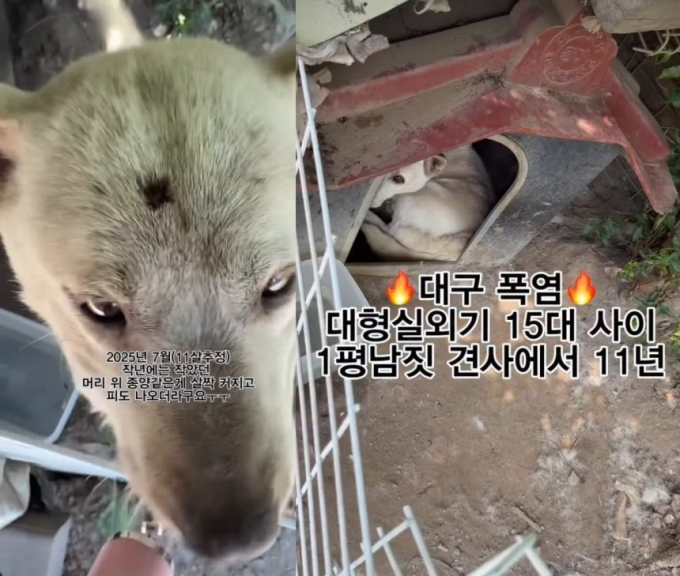 ‘대프리카(대구+아프리카)’라는 별명이 있을 정도로 강도 높은 폭염으로 유명한 대구에서 개 두 마리가 실외기 사이에서 방치된 모습이 공개돼 누리꾼의 분노를 사고 있다. /사진=유튜브 캡처