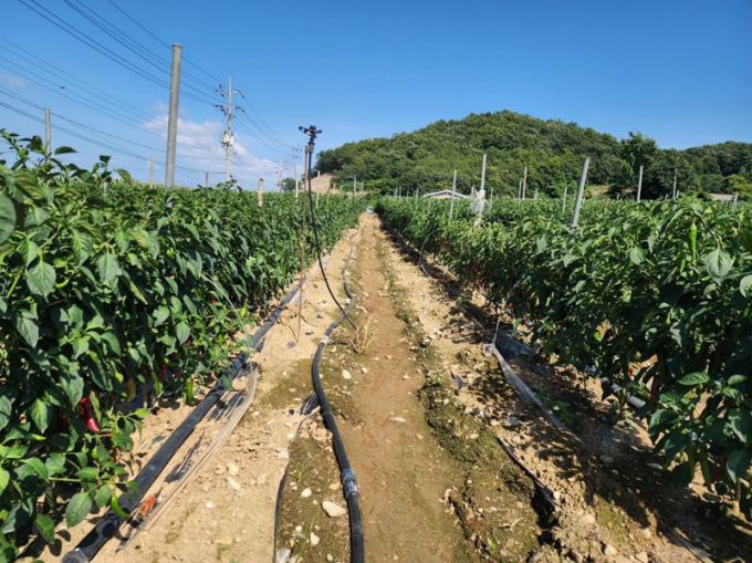 폭염 대비 고추 관수 시설./사진=전남도