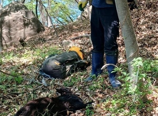 부산의 한 야산에서 방목 중이던 흑염소를 레저용 활로 사냥한 양궁동호회 회원들이 경찰에 붙잡혔다. 사진은 흑염소 포획 현장. /사진=뉴스1(부산강서경찰서 제공)