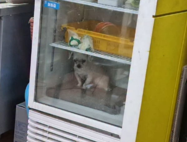 부산 한 식당에서 식재료 냉장고에 몰티즈를 넣어둔 모습이 포착돼 논란이 일었다. 사진은 부산 한 식당에서 식재료 냉장고에 강아지를 넣어둔 모습. /사진=동물단체 케어 인스타그램 캡처