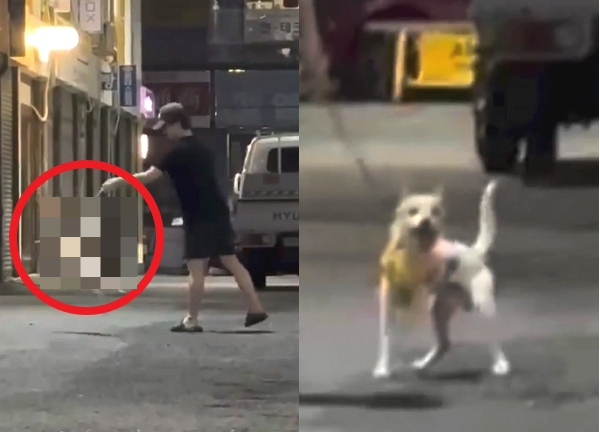 부산 한 골목에서 남성이 강아지를 학대하는 듯한 장면이 포착됐다. 사진은 부산 길거리에서 한 남성이 강아지를 학대하는 모습. /사진=온라인커뮤니티 캡처