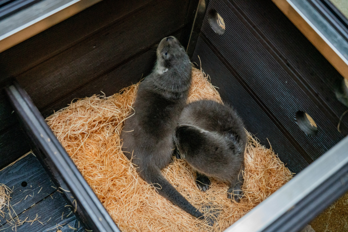 서울시설공단 서울어린이대공원 동물원에서 쌍둥이 수달이 태어났다. 사진은 서울어린이대공원 동물원에서 거주 중인 수달의 모습. /사진=뉴스1(서울시설공단 제공)