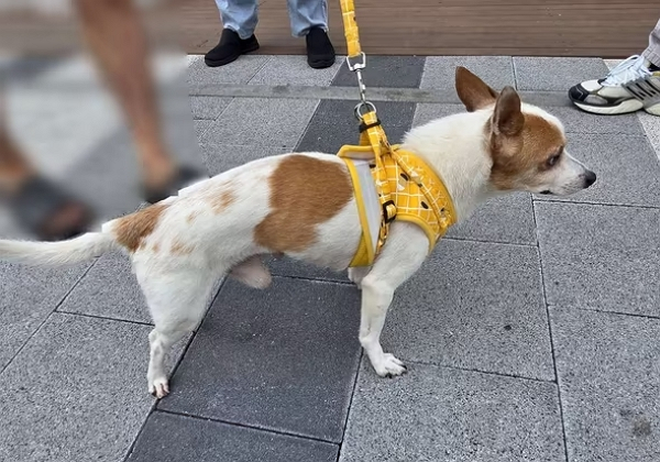 부산 한 골목에서 강아지를 학대해 공분을 산 20대 남성이 경찰에 붙잡혔다. 사진은 부산 한 골목에서 학대 피해를 겪은 강아지 모습. /사진=뉴스1(부산진경찰서 제공)