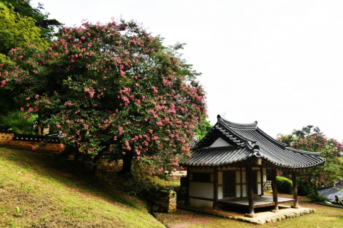 백일홍 만개한 죽림서원./사진=담양군