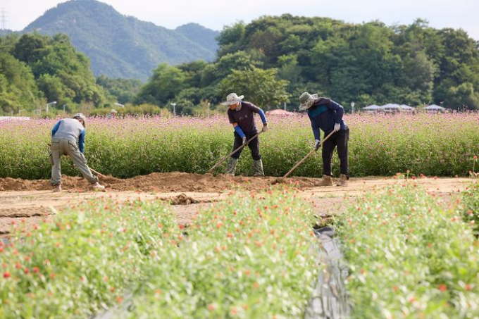 양주시 광사동 나리농원이 가을 개장을 앞두고 천일홍 꽃으로 물들기 시작한 가운데 직원들이 농원의 꽃밭과 진입로를 정리하는 등 가을 손님 맞이 준비에 한창이다. /사진제공=양주시