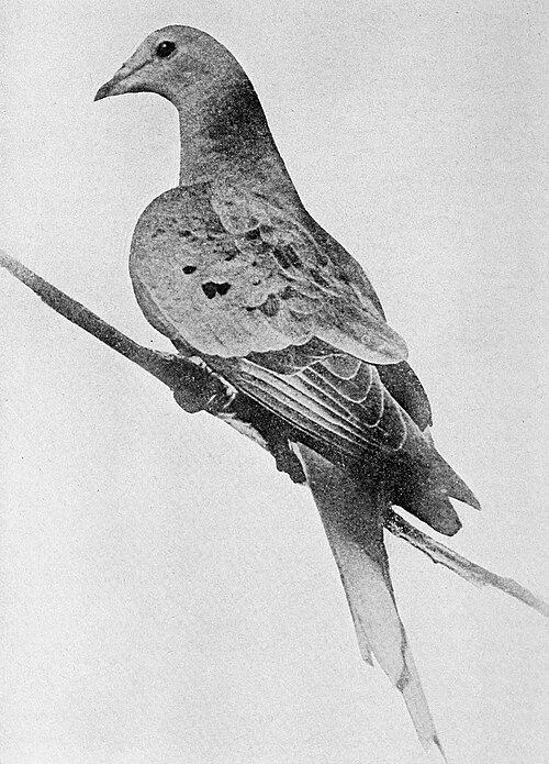 마지막 나그네 비둘기 마사. (출처: Enno Meyer, 1912, Public domain, via Wikimedia Commons)