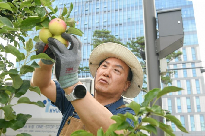 이권재 오산시장이 감사나무에서 사과를 수확하고 있다. /사진제공=오산시 