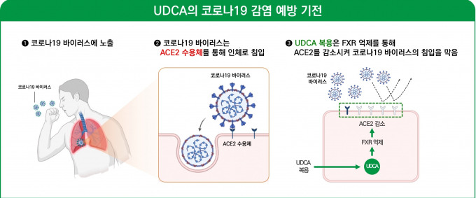 UDCA의 코로나19 감염 예방 기전. /사진=대웅제약