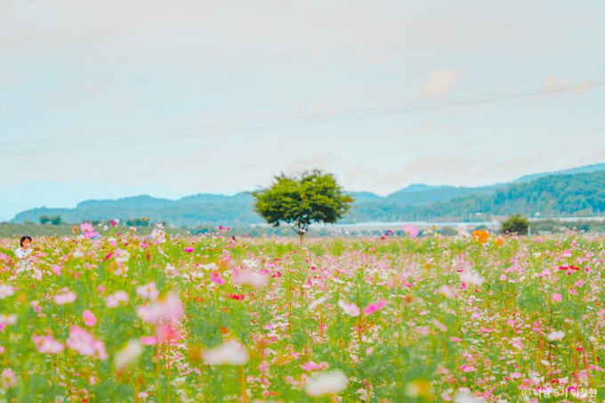 경산 하양경관농업단지에서는 금호강을 따라 드넓게 펼쳐진 꽃밭이 힐링을 선사한다. /사진=한국관광공사