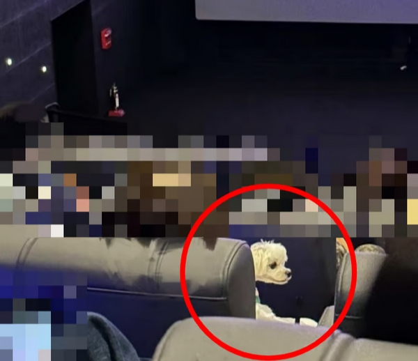 영화관에서 반려견을 안고 영화를 관람한 견주가 목격돼 논란이 일었다. 사진은 상영관으로 추정되는 장소에 강아지가 있는 모습. /사진=SNS 캡처