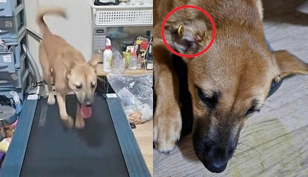 1만4000명의 팔로워를 보유한 한 남성 틱톡커가 반려견을 러닝머신에 태우는 모습이 공개돼 학대 논란이 일었다. 사진은 반려견이 러닝머신을 타는 모습과(왼쪽) 반려견 귀에 귀걸이가 채워진 모습. /사진=SNS 캡처