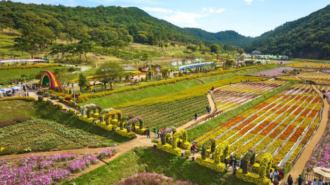 고인돌 가을꽃 축제가 열리는 고인돌 유적지에 꽃이 만개해 있다. /사진제공=화순군