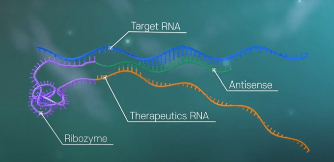 리보핵산(RNA) 기반 유전자 치료제 기업 알지노믹스가 코스닥 상장 예비심사를 통과해 초격차 기술특례 1호 기업에 도전한다. 사진은 알지노믹스 기술 이미지./사진=알지노믹스