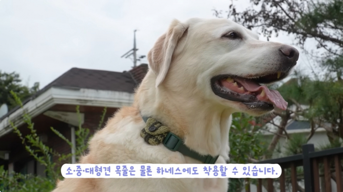 유튜브 '소녀의행성' 속 반려견의 목줄에 솔루엠 스마트 태그가 장착되어 있다. /사진=솔루엠