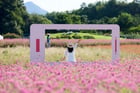 천일홍 군락지에서 관광객이 즐거운 한 때를 보내고 있디. /사진제공=양주시