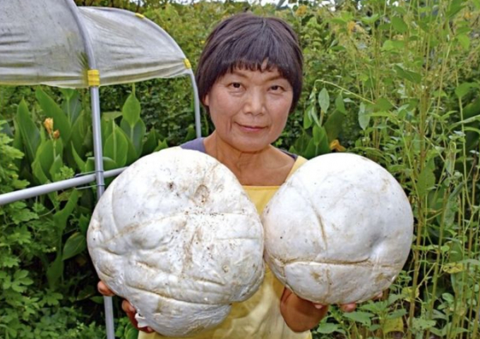 일본 도쿠시마현 나카정에 거주하는 유시키 미요씨가 밭에서 배구공 만한 크기의 거대한 버섯 '오니후스베'를 발견했다. /사진=뉴시스(도쿠시마신문 캡처) 