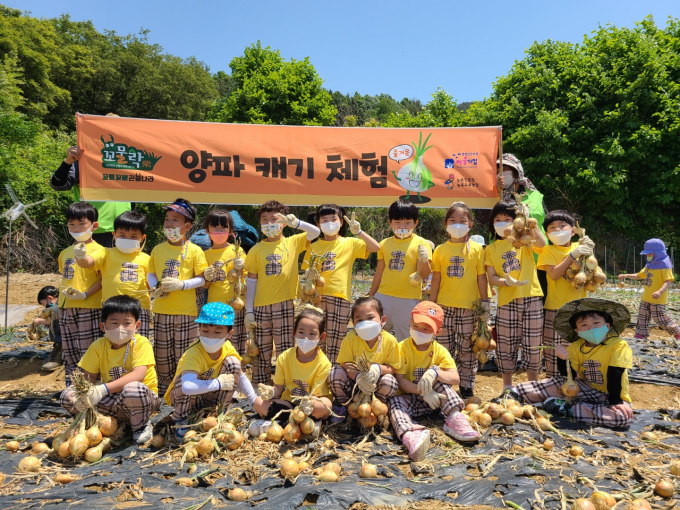                                       남도체험투어  양파캐기 체험 모습/사진=전남도 제공