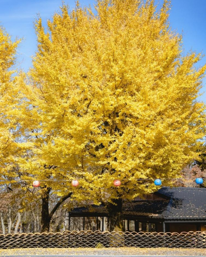 한라산 기슭에 자리한 관음사는 가을이면 황금빛으로 물들어 고즈넉한 풍경을 전한다. /사진=한국관광공사