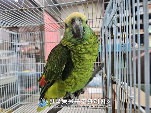 카페에서 손님 커피를 훔쳐 마시던 앵무새가 알고 보니 지구상 4000여마리 남은 멸종위기종으로 추정됐다. 사진은 서울 영등포구 양평동 소재의 한 카페에서 구조된 앵무새의 모습. /사진=한국동물구조관리협회