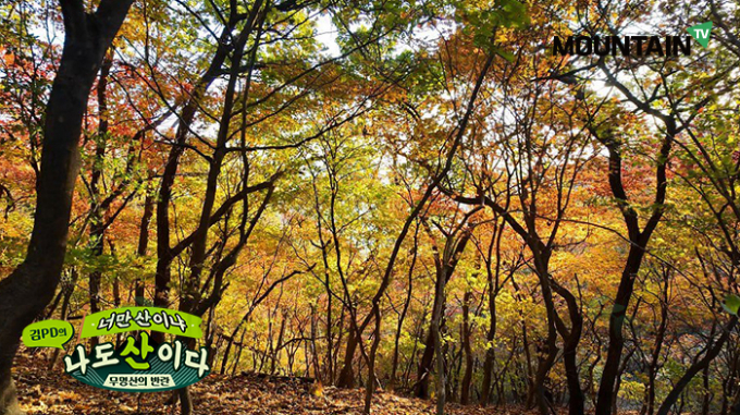 잘 알려지지 않은 산의 자연과 인문, 그리고 역사를 담아온 '김PD의 너만 산이냐 나도 산이다'에서는 남양주 예봉산과 강릉 제왕산의 역사와 이야기를 조명한다. 사진은 예봉산 정상 가는 길에 만난 단풍 군락. /사진=마운틴TV 제공