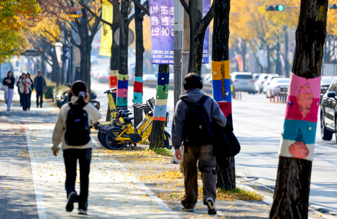 완연한 가을 날씨를 보인 자난달 24일 대구 북구 경북대학교 인근 나무에 겨울철 해충 방제를 위한 잠복소가 둘러져 있다./사진=뉴시스