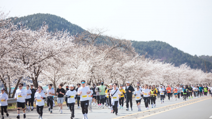 합천벚꽃마라톤대회 모습./사진=합천군