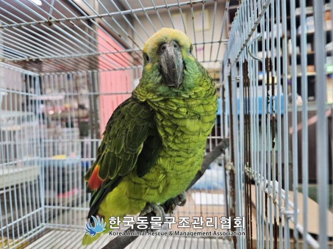 서울 영등포구에 있는 한 카페에서 손님 커피를 훔쳐 마시다 구조된 앵무새가 영영 주인을 만나지 못하게 됐다. /사진=한국동물구조관리협회 제공