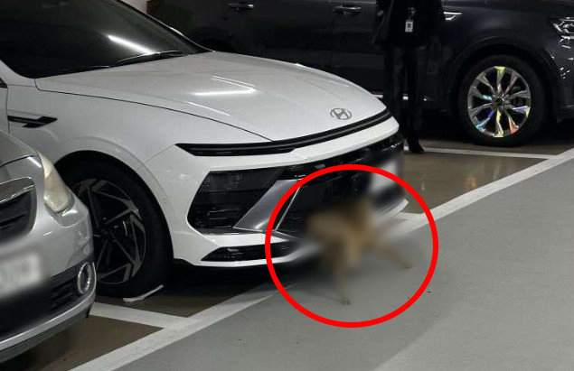 고라니를 친 승용차 운전자가 범퍼에 사체를 매단 채로 지하주차장까지 들어오는 황당한 일이 일어났다. /사진=보배드림 캡처