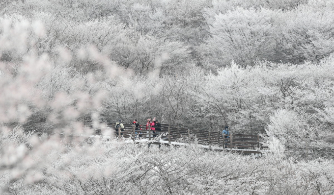 제주도 한라산에 눈이 많이 내려 탐방로가 통제됐다. /사진=뉴시스